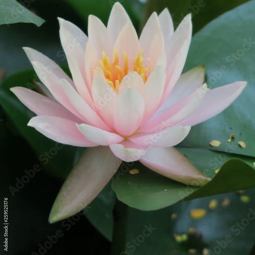 blooming lotus flowers on the water with green leaves