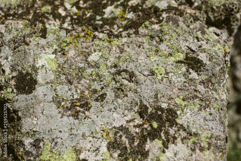 Mossy stone surface as texture and background for design. Closeup view of moss and lichen texture. Mossy stone surface as texture and background for design. Closeup view of moss and lichen texture.