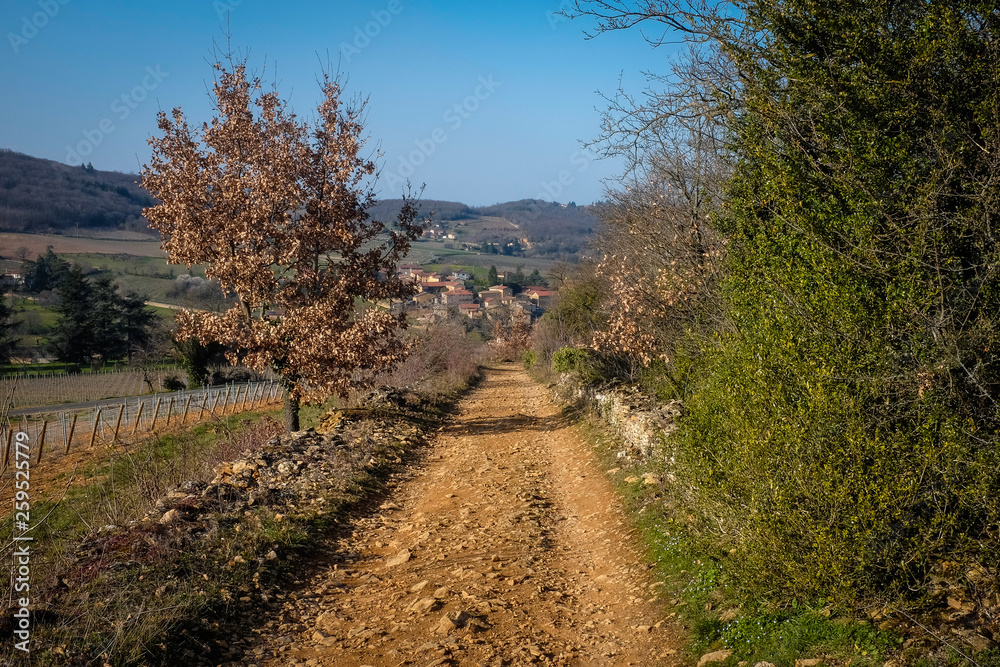 Chemin de pierre dans le Beaujolais Chemin de pierre dans le Beaujolais