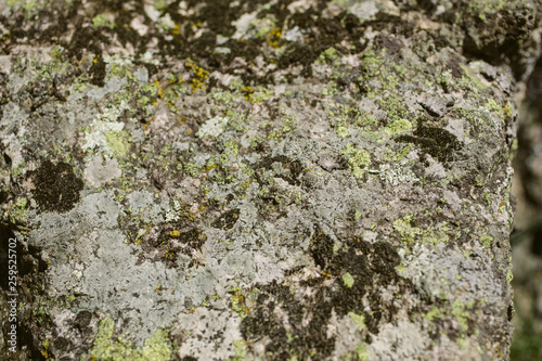 Mossy stone surface as texture and background for design. Closeup view of moss and lichen texture. 
