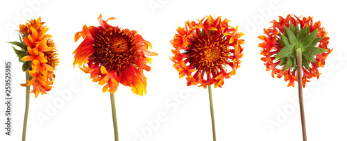 Set of beautiful bright red flower Gaillardia coahuilensis, Family Asteraceae photo