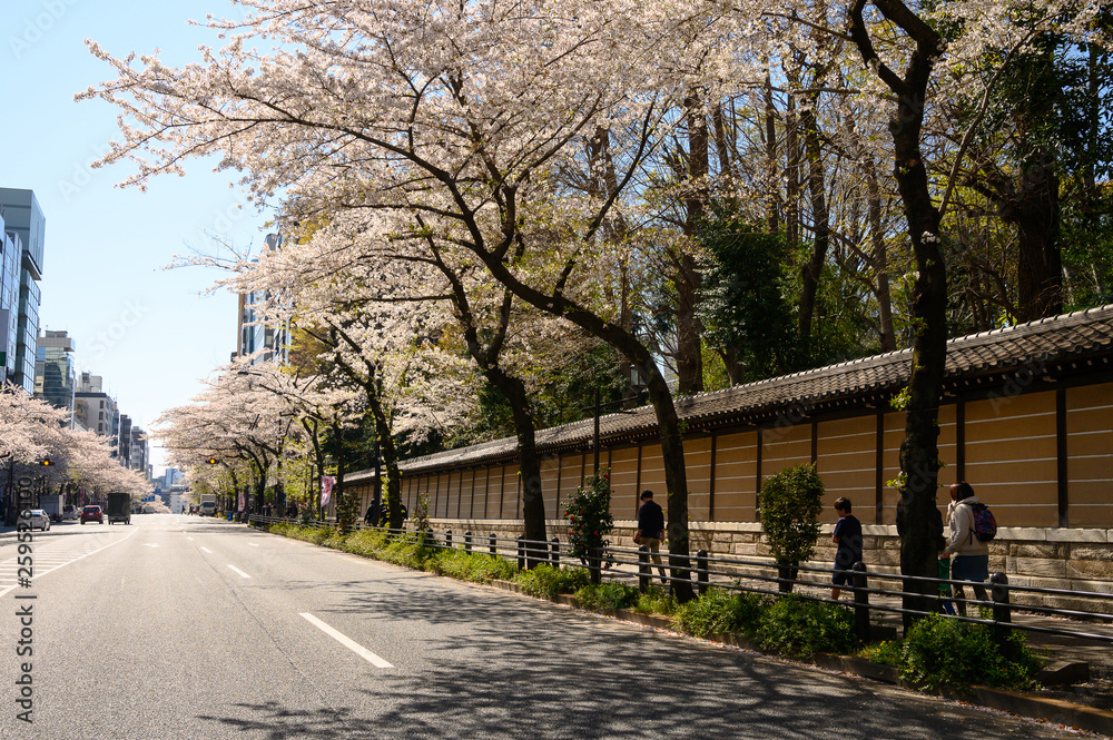 靖国通りの桜並木のイメージ