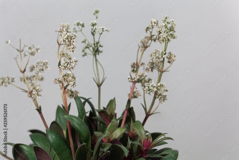 Crassula orbicularis var rosularis Crassula orbicularis var rosularis