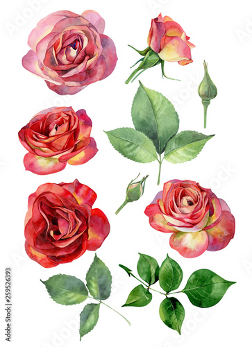 Set of watercolor red - yellow roses © Olga F