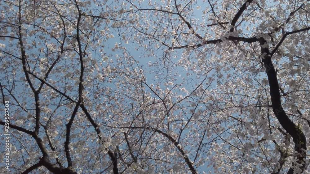 Bloomig Cherry Blossom. Steady shot Bloomig Cherry Blossom. Steady shot