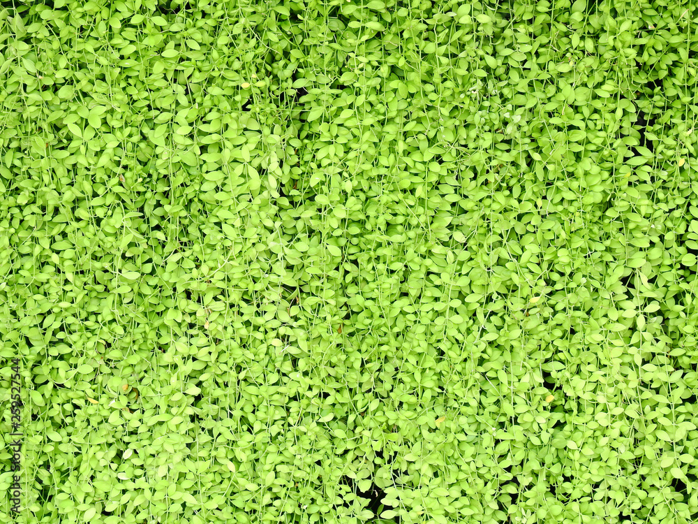 green plant wall background green plant wall background