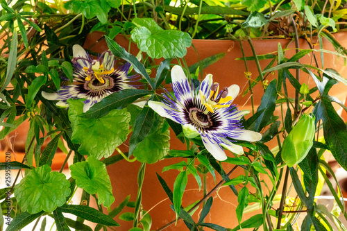 A photo of a blooming passion flower on a potted passiflora plant with many green leaves, an indoors vine photo