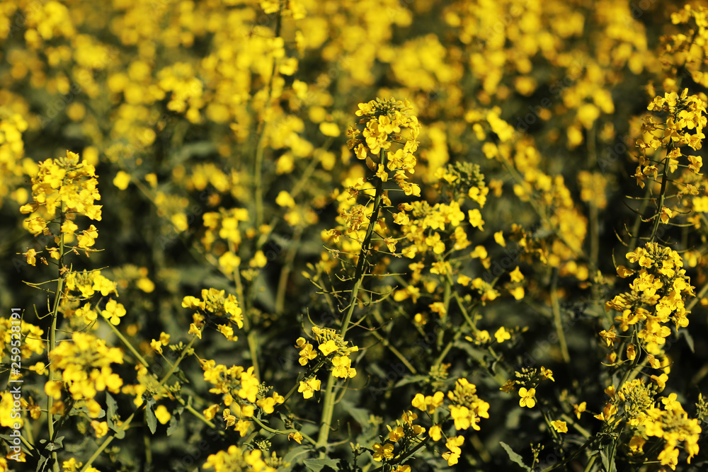 Obraz premium Rapeseed yellow field of blooming flowers on nature blurred background. Beautiful natural background. Selective focus. Yellow rapeseed blossom