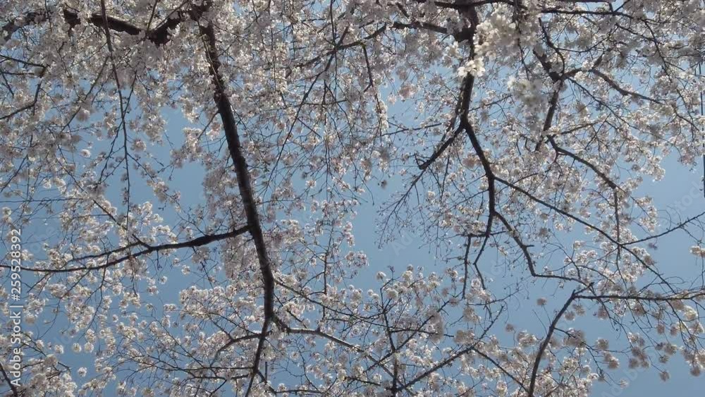 Bloomig Cherry Blossom. Steady shot Bloomig Cherry Blossom. Steady shot