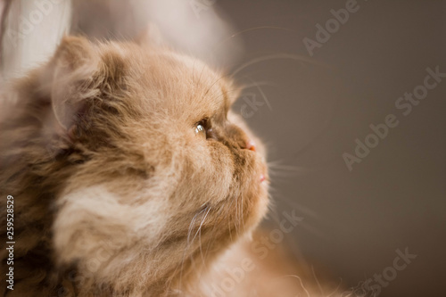 Ginger persian cat indoorportrait photo