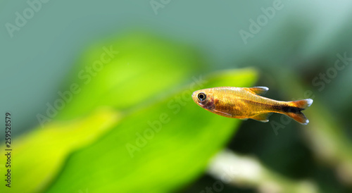 Aquarium fish Silver Tipped Tetra. Macro view orange gold color fish pattern, soft focus, green blurred background. copy space photo