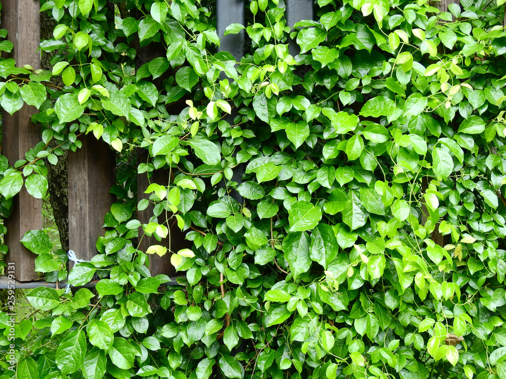 grow of green ivy plant on wood fence in garden