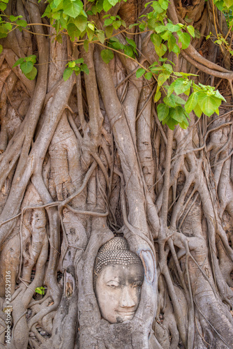 Buddha's head in tree roots at Wat Mahathat, Ayuthaya Thailand