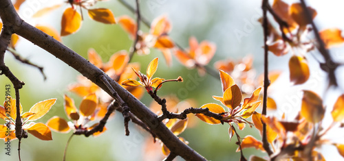 Bright springtime nature poster. Fresh red leaves apple tree branch spring landscape. Selective focus, beautiful bokeh.