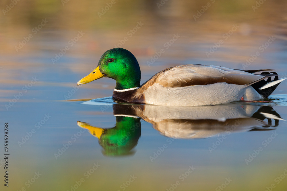 Fototapeta premium swimming colorful mirrored male wild mallard duck (anas platyrhynchos)