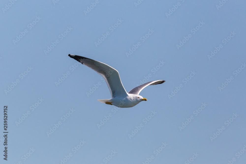 flying gull bird (larus michahellis), in blue sky, spread wings flying gull bird (larus michahellis), in blue sky, spread wings