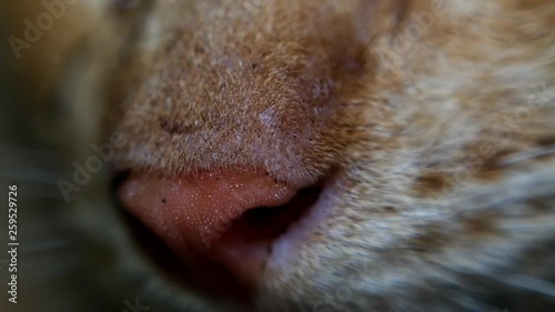the nose of the cat while sleeping photo