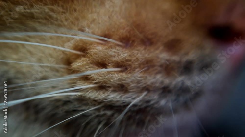 part of a cat's whiskers photo