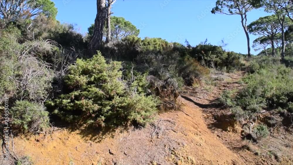 pan movement on trekking paths and pine trees landscape in a mediterranean country. The root of a tree can be seen after a earth slip pan movement on trekking paths and pine trees landscape in a mediterranean country. The root of a tree can be seen after a earth slip