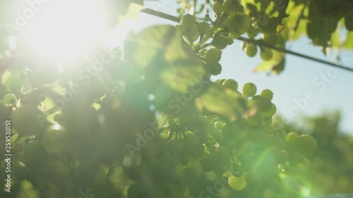 Grapes on the vine blowing in the wind as the sun backlights them with a lens flare peaking between the leaves on a sunny day. photo
