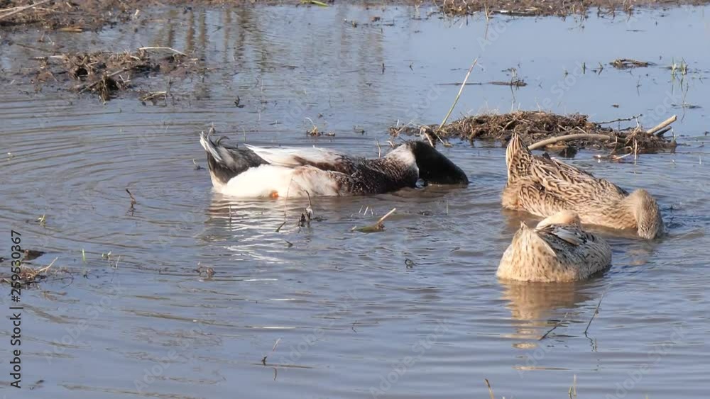 large domestic ducks swimming in a puddle