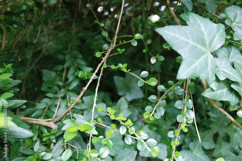Obraz premium Close up of bush