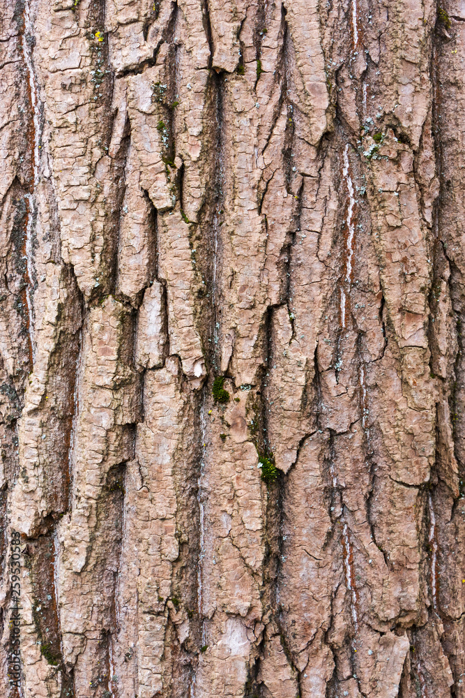 tree bark texture tree bark texture