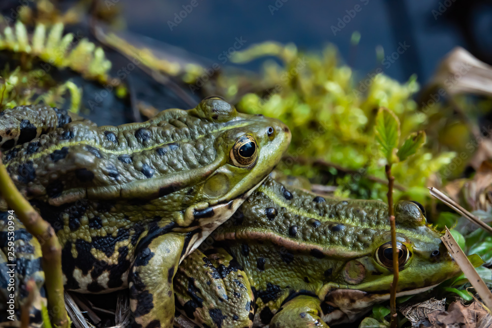Water Frogs Mating By Pond in Springtime Water Frogs Mating By Pond in Springtime