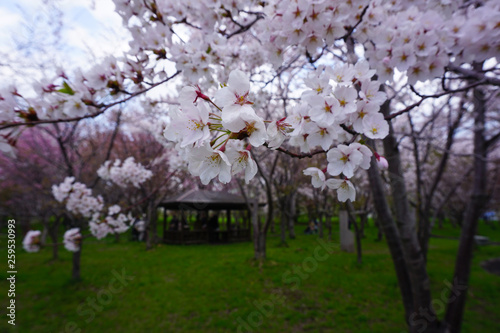 桜と木造の小屋