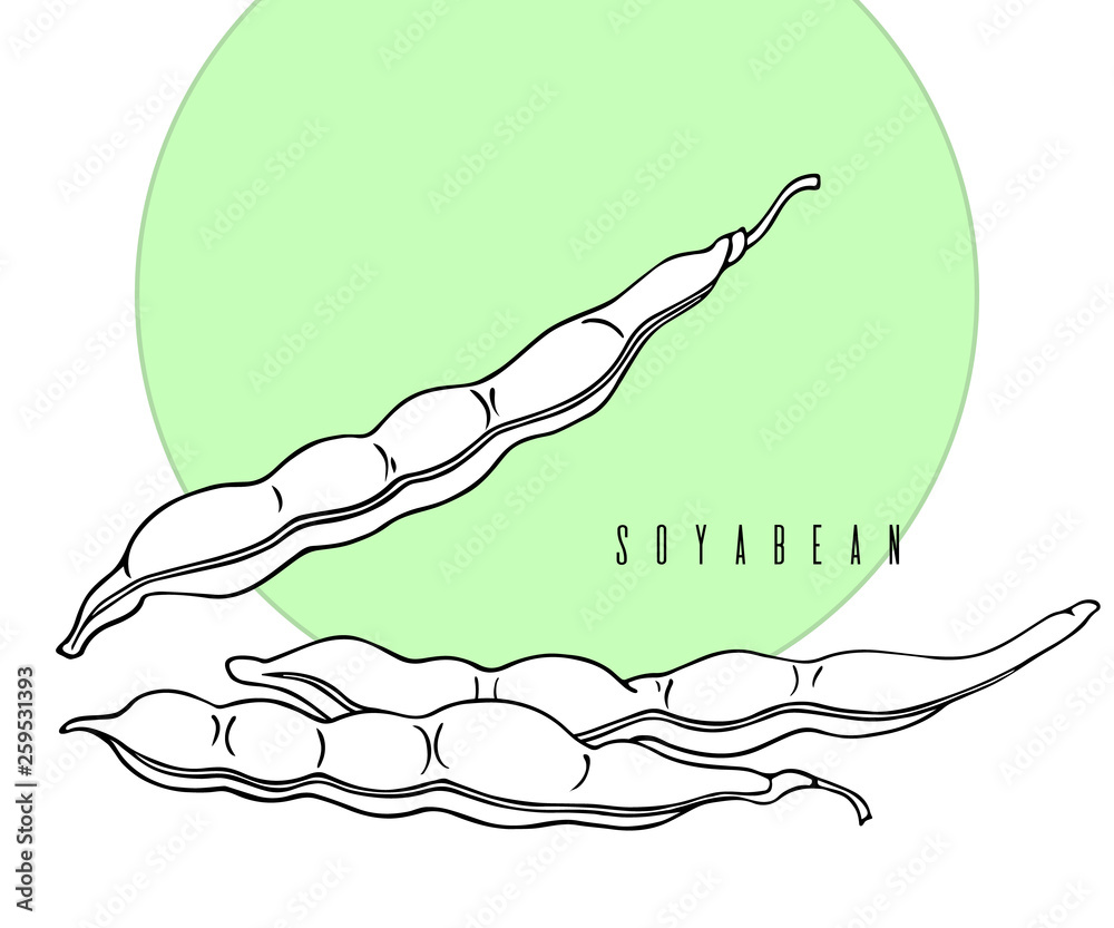 Soybean Hull: Over 9 Royalty-Free Licensable Stock Illustrations & Drawings  | Shutterstock