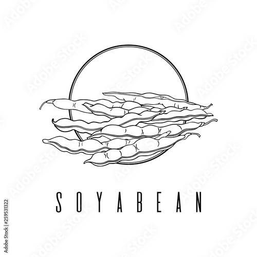 Drawing soybean pods, beans. The fruit of legumes. Graphic linear illustration.