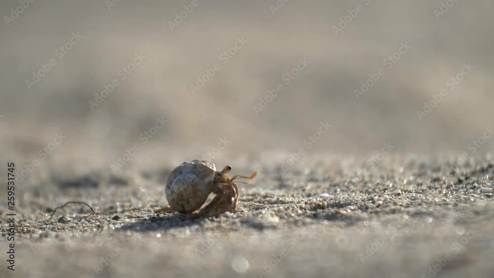 a small cute crab in a shell moves over the sand a small cute crab in a shell moves over the sand