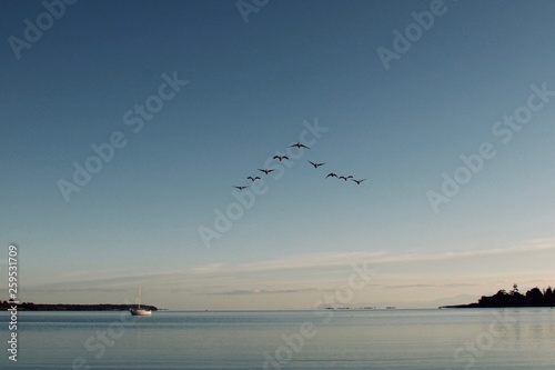 Birds over sunset beach