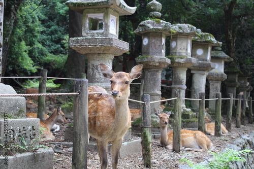 Nara Japan deer