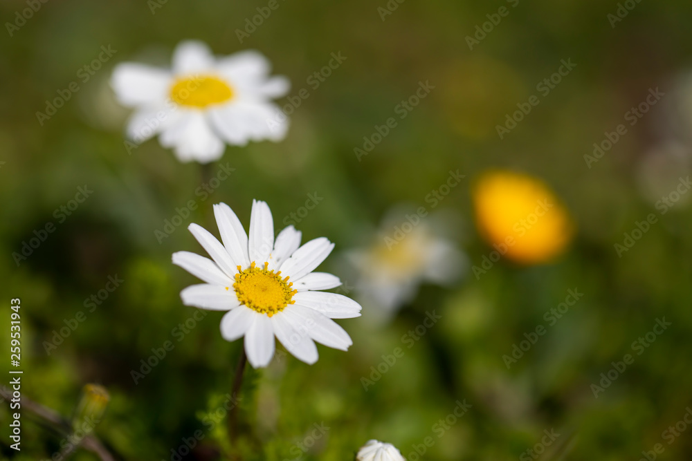 Fototapeta premium Daisy 