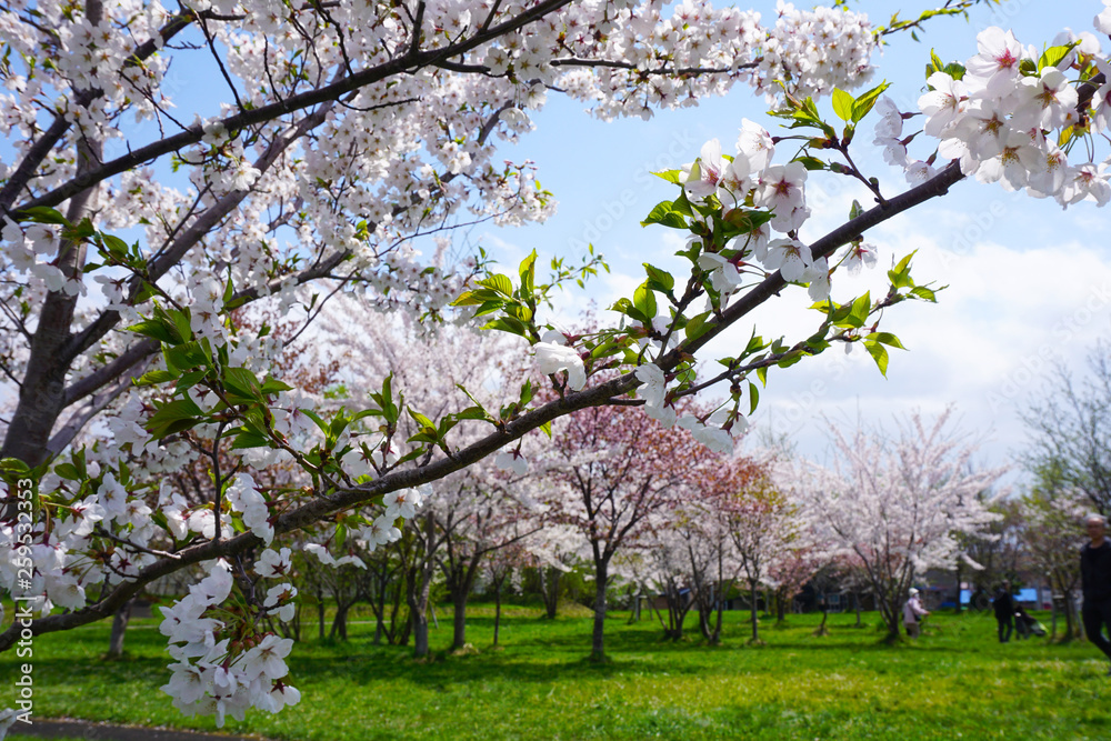 札幌の春の桜