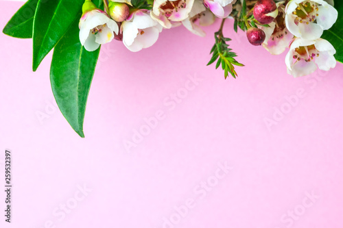 Beautiful white-pink flowers and ornamental plants on a pink background .