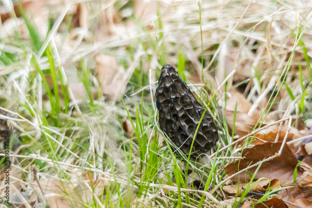 A Morchella conica grows in the grass between blades of grass and leaves