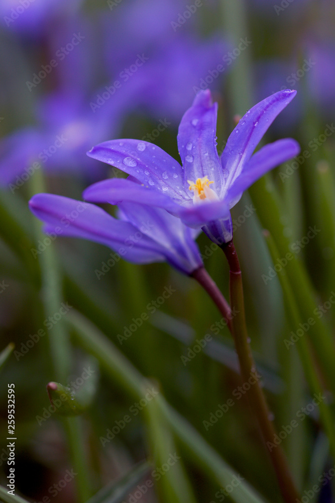 Scilla Forbesii, close up of blue flowers with drops. Picture taken in springtime. Scilla Forbesii, close up of blue flowers with drops. Picture taken in springtime.