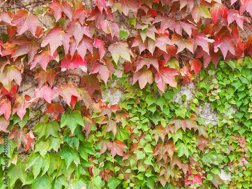 vigne vierge
