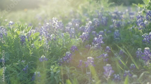 Bluebonnets in an open field located on the outskirts of Austin, Texas photo