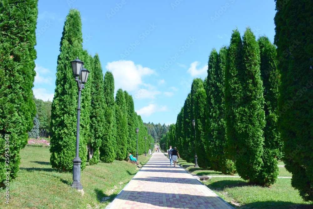 Alley of cypress trees with a path and vintage lanterns on a sunny summer day.