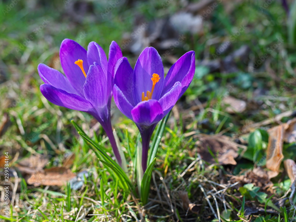 Twins purple saffron flowers on the green field Twins purple saffron flowers on the green field