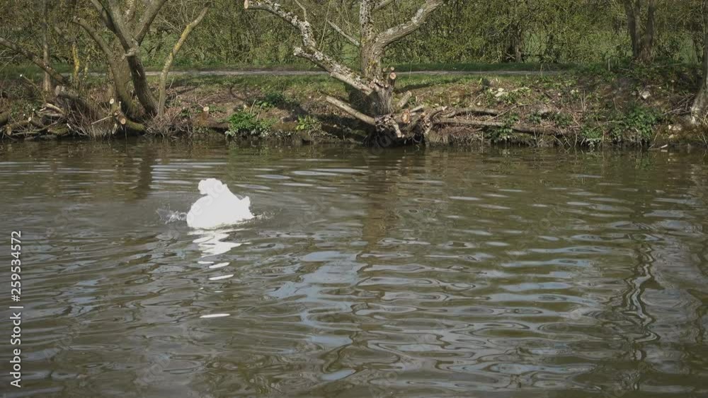 Cob Mute Swan preening and bathing. Gliding along the Stoke Bruerne canal in Northamptonshire, United Kingdom. Cob Mute Swan preening and bathing. Gliding along the Stoke Bruerne canal in Northamptonshire, United Kingdom.