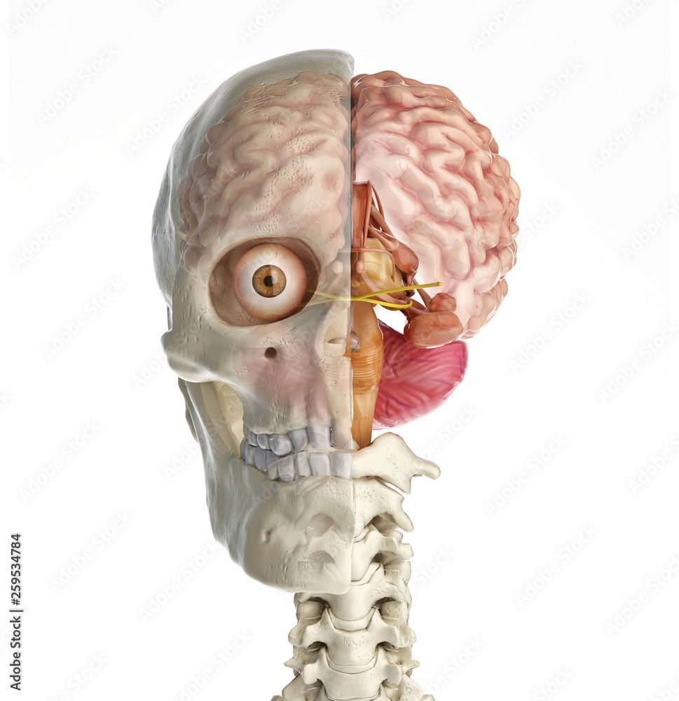 Human skull cross section with brain. - Stock Illustration