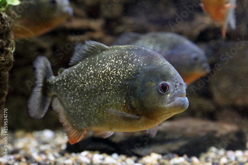Pygocentrus nattereri. Predatory piranha swims in the interior of the aquarium