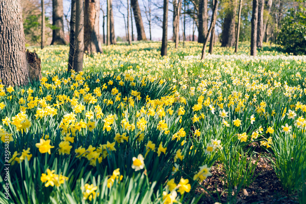 Obraz premium Daffodil field