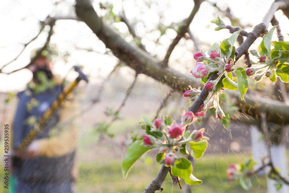 Agricultural worker spraying pesticide on fruit trees. Disease and insect management in the fruit orchard. Fruit tree care. Agricultural worker spraying pesticide on fruit trees. Disease and insect management in the fruit orchard. Fruit tree care.