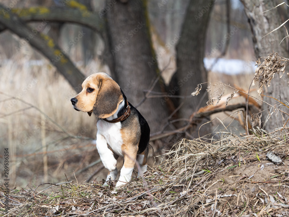 Puppy walks in the spring in the forest. He has large hanging ears and a beautiful face. He stands and looks around. Puppy walks in the spring in the forest. He has large hanging ears and a beautiful face. He stands and looks around.