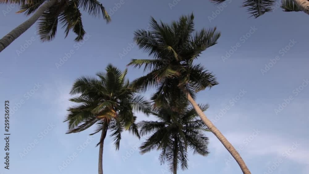 Moving palm leafs with blue sky and clouds ten seconds before sunset Moving palm leafs with blue sky and clouds ten seconds before sunset